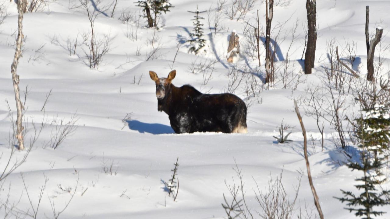Вілла Le Ti Moose Ла-Мальбе Екстер'єр фото